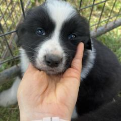 Attila - White and black male Karakachan puppy in Hogansville, Georgia from Goshen Highlands