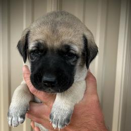 White - Fawn female Anatolian Shepherd Dog puppy in Clark, Wyoming from Fyne Acres