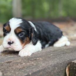 Hank - Tri-color male Cavalier King Charles Spaniel puppy in Comer, Georgia from Stratton Spaniels