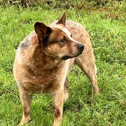 Banjo - Australian Cattle Dog