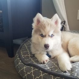 Siberian Husky Puppies from Brinic Siberins