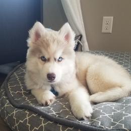 Siberian Husky Puppies from Brinic Siberins