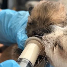 Pomeranian puppies from Polina's Poms