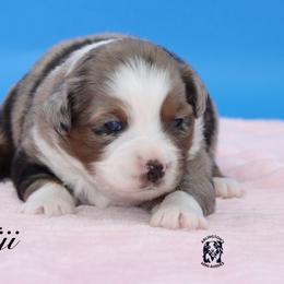 Fiji - Blue merle female Miniature Australian Shepherd puppy in Weeki Wachee, Florida from Arlington's Mini Aussies