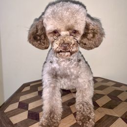 Cricket - Poodle