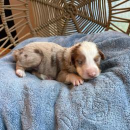 Ember - Red merle female Australian Shepherd puppy in Grants Pass, Oregon from Carmel Mountain Aussies