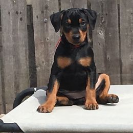 German Pinscher and Havanese Puppies from Iron Heart Kennels