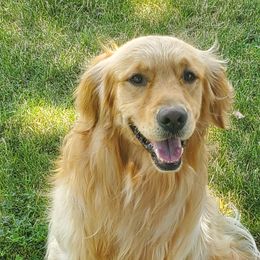 Bash - Golden Retriever