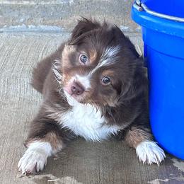 Justice - Red tri female Miniature Australian Shepherd puppy in Canton, Texas from Knockout Aussies & MAS
