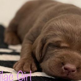 Labrador Retriever Puppies from Travis’ Chocolate Labradors