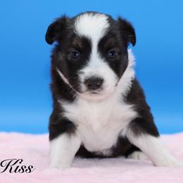 Kiss - Black tri female Miniature Australian Shepherd puppy in Weeki Wachee, Florida from Arlington's Mini Aussies