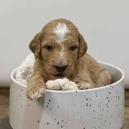 Cider - Apricot male Goldendoodle puppy in Kenansville, North Carolina from J+A Family Doodles