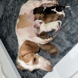 Dachshund Puppies from JnA Dachshunds