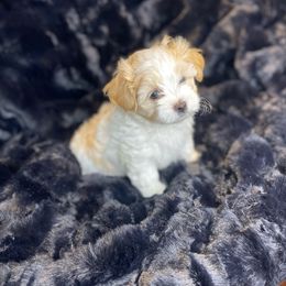 Adonis - White and tan male Morkie puppy in Bennettsville, South Carolina from Cottonwood Maltese