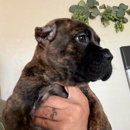 Tigress - Chestnut brindle female Cane Corso puppy in Lubbock, Texas from Hub City Kennel