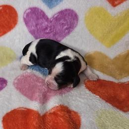 Macy - Tri-color female Cavalier King Charles Spaniel puppy in Charity, Missouri from Missouri. Cavaliers