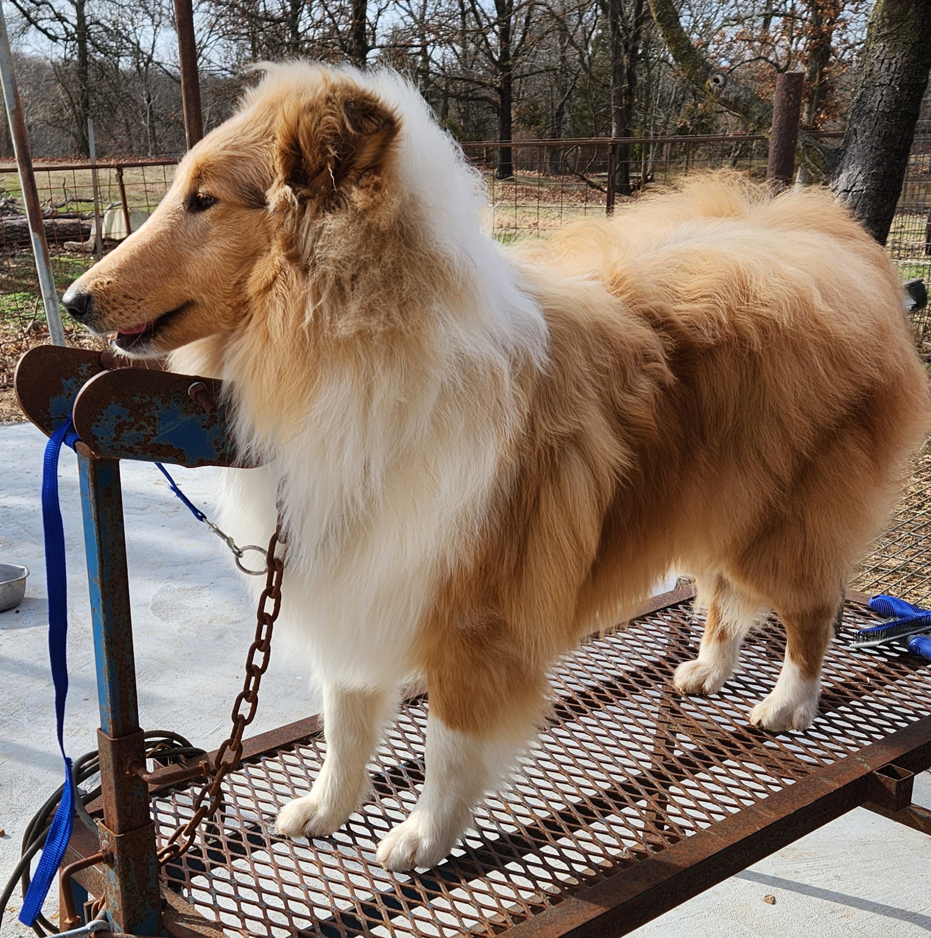 George - Collie