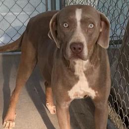 Karma - Catahoula Leopard Dog