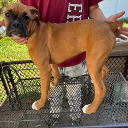 Peanut 1100.00 - Fawn female Boxer puppy in S AI Nt Cloud, Florida from SMART AKC Boxers