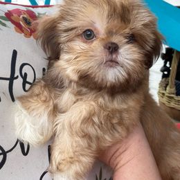 Spice - Shih Tzu puppy from Divine Hill Farm