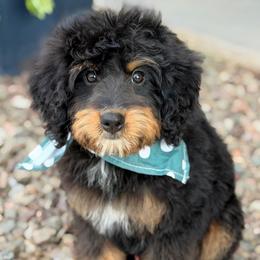 Viper - Tri-color male Bernedoodle puppy in Wickenburg, Arizona from Houskerville Doodles