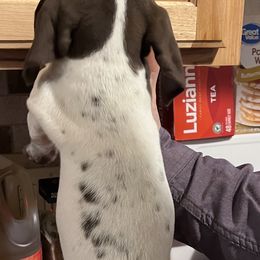 Boy 4 - Liver and white German Shorthaired Pointer puppy in Texas from Barker GSP