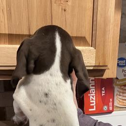 Boy 4 - Liver and white German Shorthaired Pointer puppy in Texas from Barker GSP