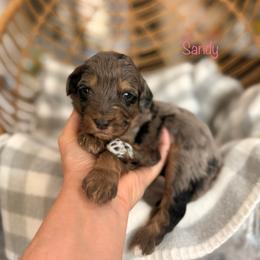 Sandy - Blue merle female Bernedoodle puppy in Las Vegas, Nevada from Dose of Doodles
