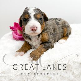 Southie - Blue merle female Bernedoodle puppy in Baroda, Michigan from Great Lakes Bernedoodles