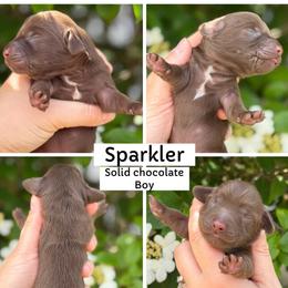 Sparkler - Chocolate male Dachshund puppy in Paw Paw, Michigan from Mulberry Meadow Farms