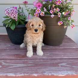 Goldendoodle Puppies from Missoula Family Goldendoodles