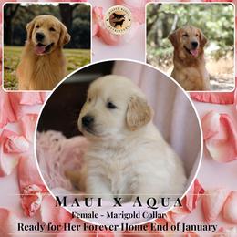 Marigold Collar Female - Dark golden female Golden Retriever puppy in Fair Oaks, California from Twisted Ranch Retrievers