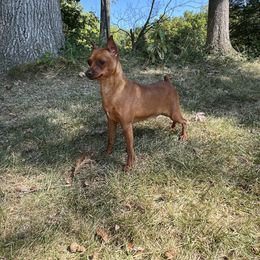 Miniature Pinscher puppies from Valjalu’s Minianture Pinschers