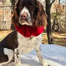 English Springer Spaniel All Grown Up from Bristol’s Southern Spaniels