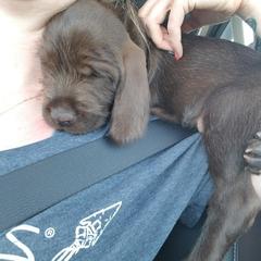 Pudelpointer Puppies from Rebel Point Pudelpointers