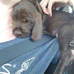 Pudelpointer Puppies from Rebel Point Pudelpointers