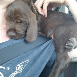 Pudelpointer Puppies from Rebel Point Pudelpointers