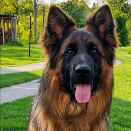Mala - German Shepherd