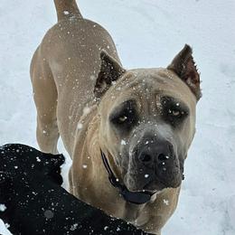 Cane Corso puppies from Carrie Brown's Cane Corsos