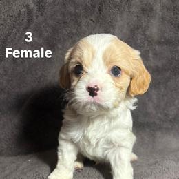Cavalier King Charles Spaniel and Miniature Schnauzer Puppies from Lennox Thompson