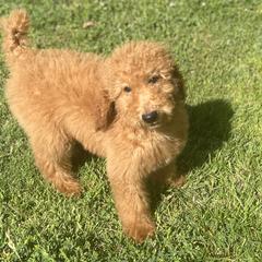 "Red standard poodle " Australian Labradoodle, Goldendoodle, and Poodle Puppies from Grammy's Puppy Love