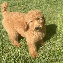 "Red standard poodle " Australian Labradoodle, Goldendoodle, and Poodle Puppies from Grammy's Puppy Love