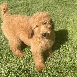 "Red standard poodle " Australian Labradoodle, Goldendoodle, and Poodle Puppies from Grammy's Puppy Love