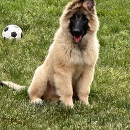 Belgian Tervuren Puppies from Hidden Gems Belgian Tervuren