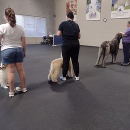 Poodle Puppies from Deblyns Poodles