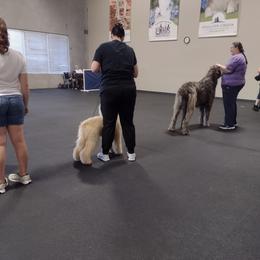 Poodle Puppies from Deblyns Poodles