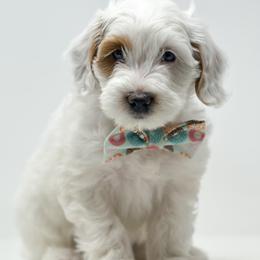 Frosty - Parti male Goldendoodle puppy in Florence, South Carolina from Candy Doodles