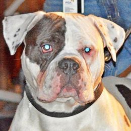 Major  - Alapaha Blue Blood Bulldog