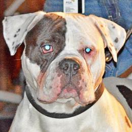 Major  - Alapaha Blue Blood Bulldog