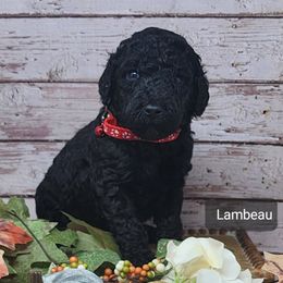 Lambeau - Black Poodle puppy in Selinsgrove, Pennsylvania from Poodle Paws and Puppies